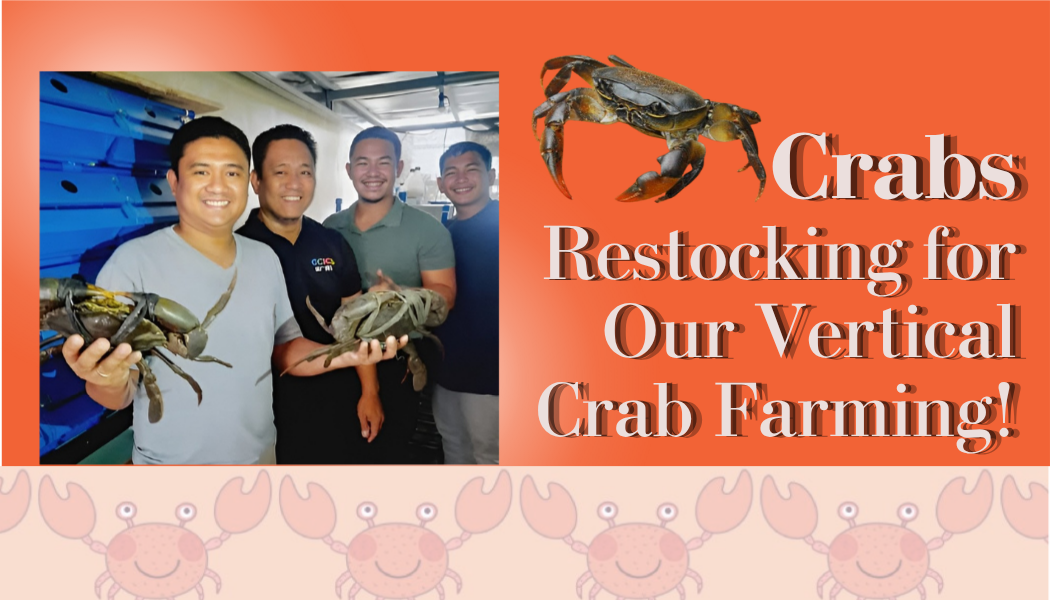 Crabs Restocking for Vertical Crab Farming
