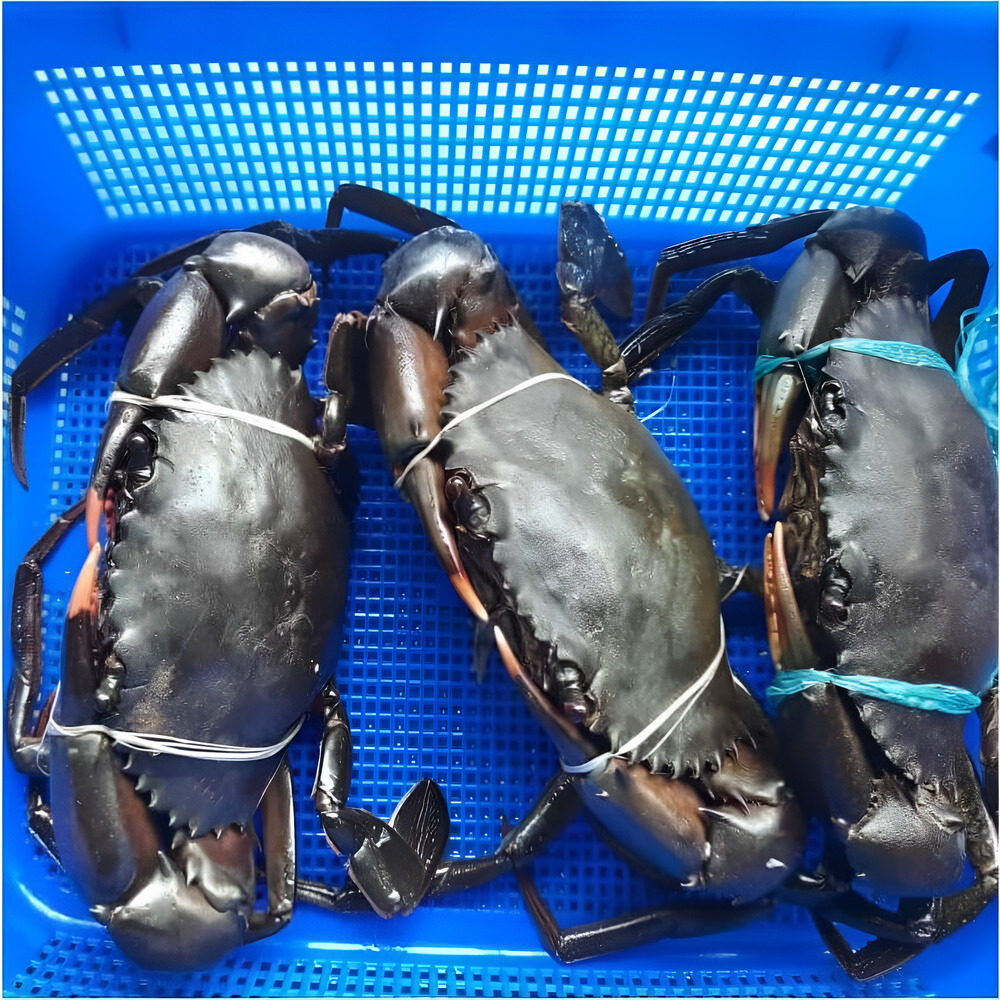 Crabs (Medium) – Per Kilo
