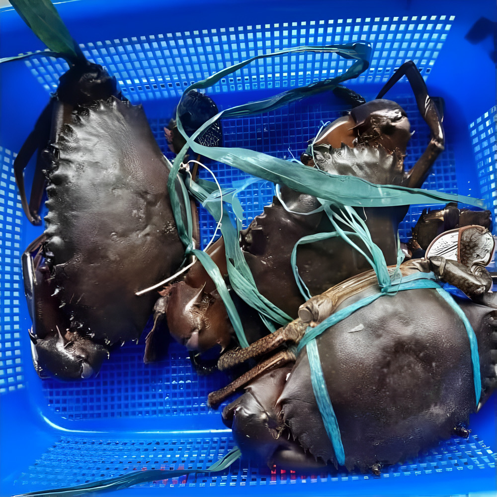 Crabs (XL) – Per Kilo