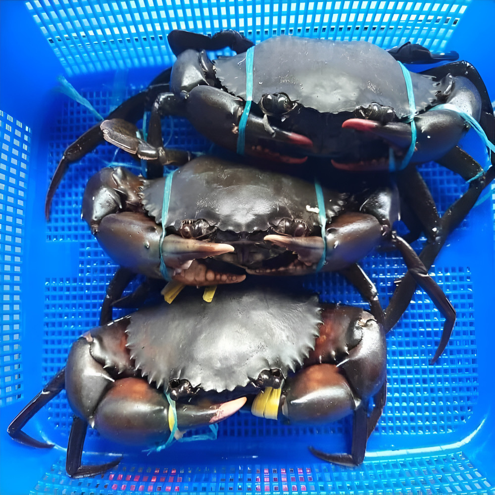 Crabs (Large) – Per Kilo