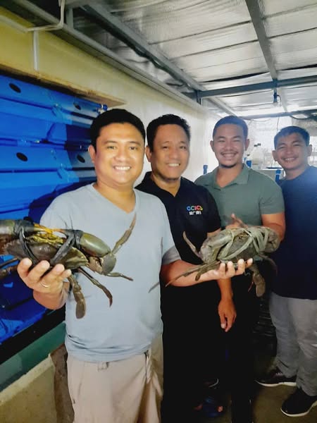 Crabs Restocking for Our Vertical Crab Farming!