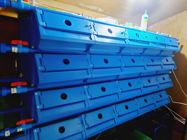 Local Crab <br>Box