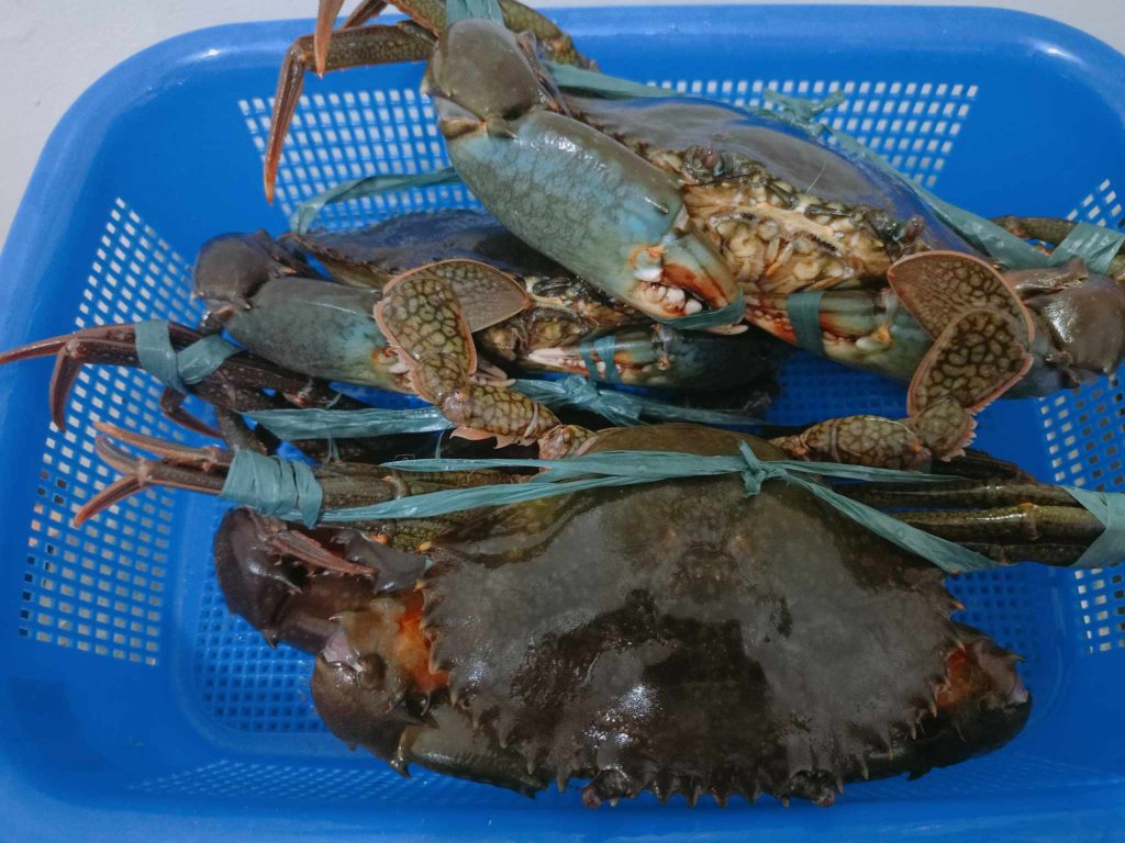Fresh live mud crabs harvested from Bigbyte’s Davao facility