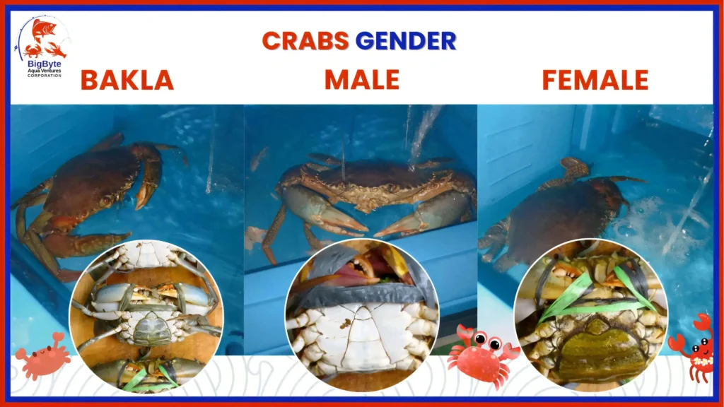 Upside-down view of mud crabs showing gender differences: bakla, male, and female.
