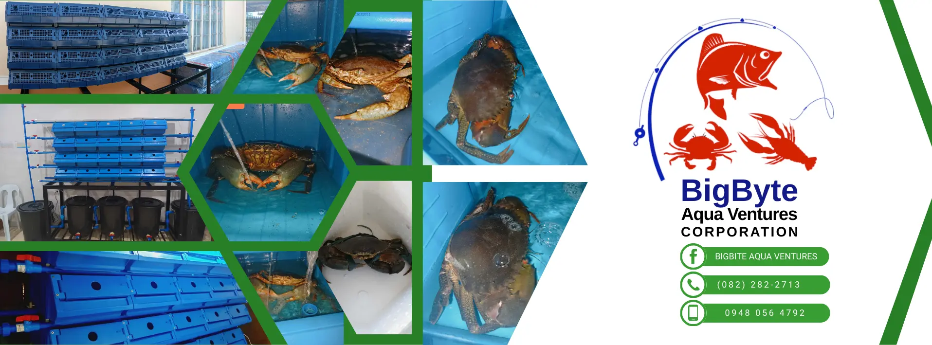 Mud crab in Vertical Crab farming