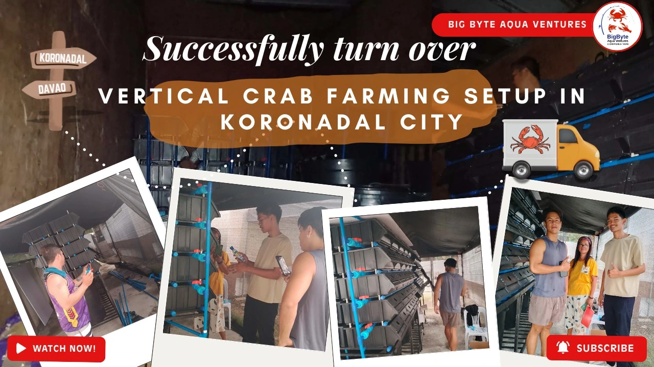 Vertical crab farming in Koronadal City
