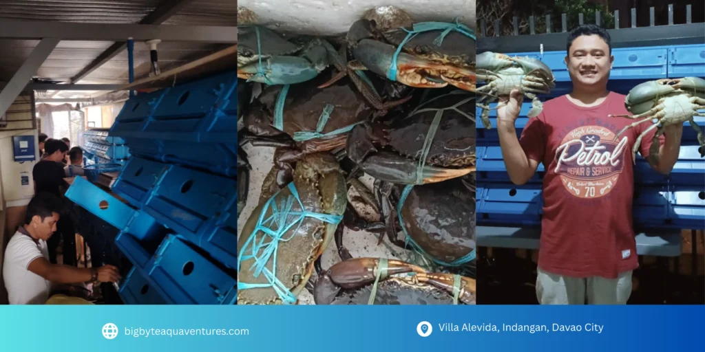 Vertical crab farming facility in Davao City with live mud crabs