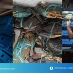 Vertical crab farming facility in Davao City with live mud crabs