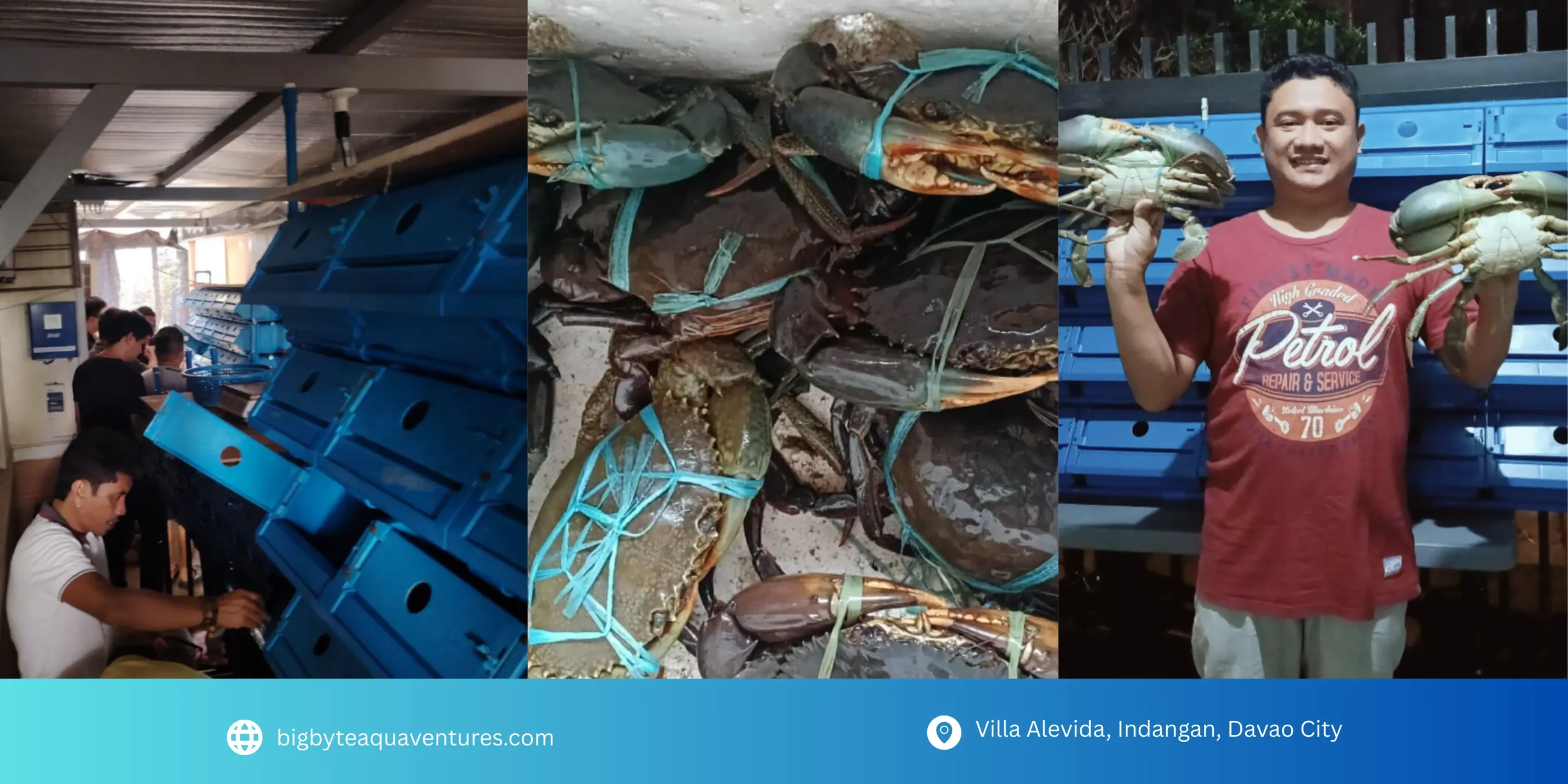 Vertical crab farming facility in Davao City with live mud crabs