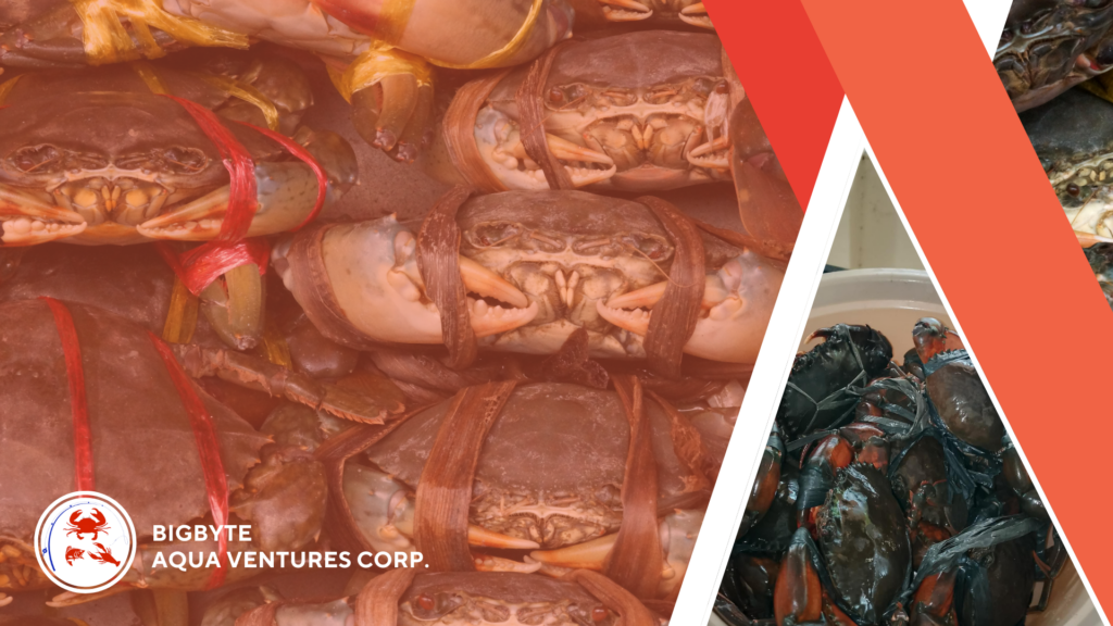 Fresh Premium Bakla Crab