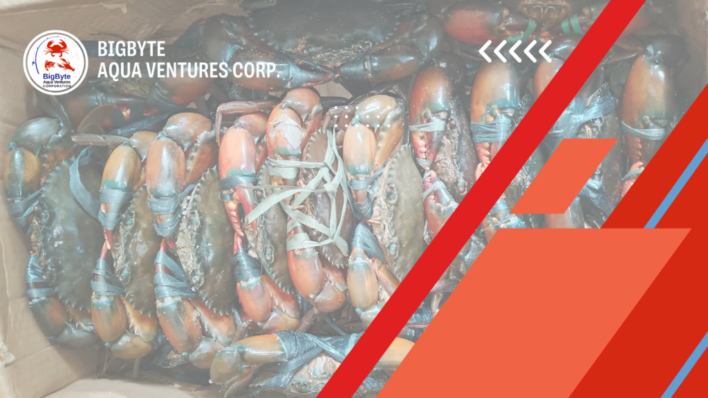Trusted Crab Supplier for Business in Davao City
