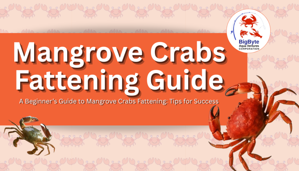 Mangrove Crabs Fattening Guide