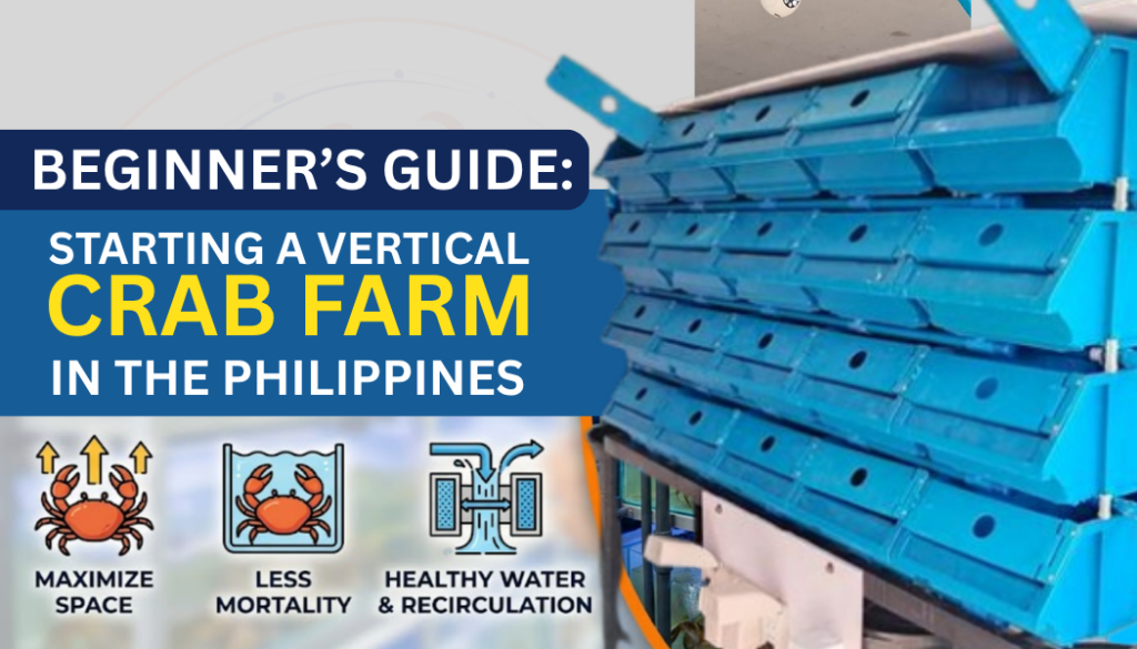 Beginner’s Guide to Starting a Vertical Crab Farm in the Philippines
