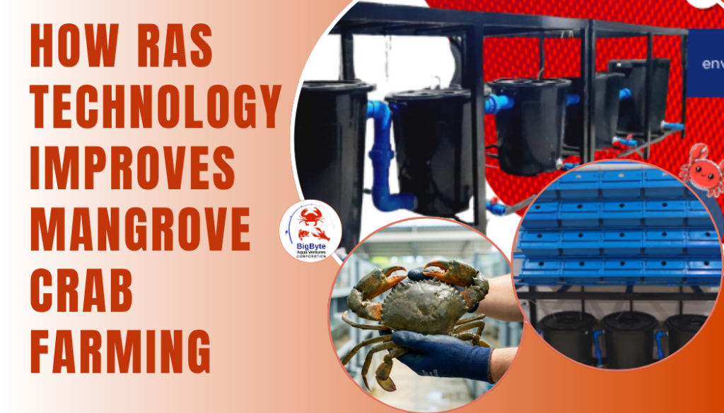 How RAS Technology Improves Mangrove Crab Farming