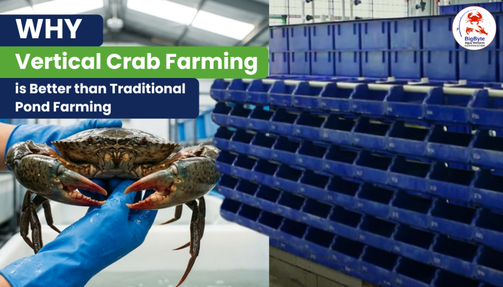 Why-Vertical-Crab-Farming is Better Than Traditional Pond Farming
