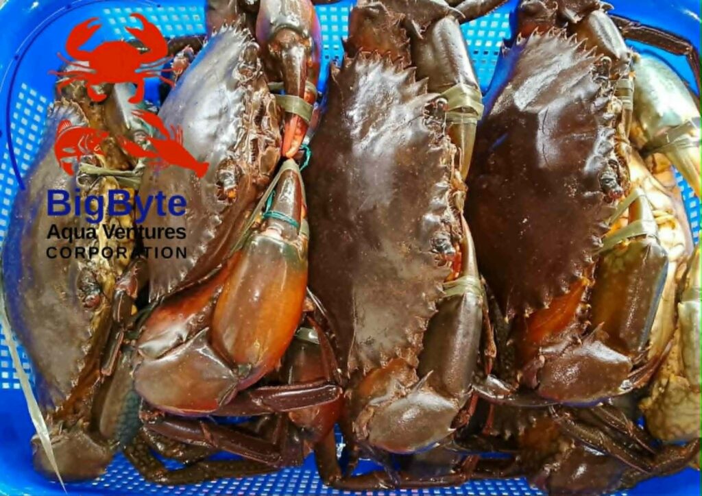 fresh live mud crabs, BigByte Aqua Ventures, gift, and seafood lovers.