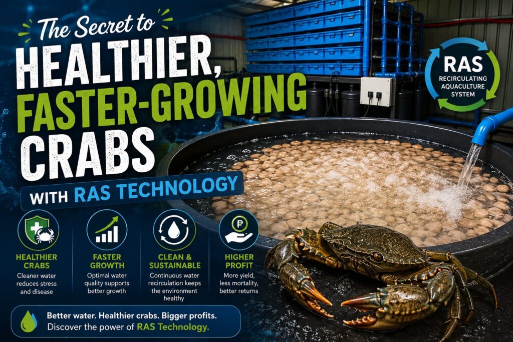 Modern Recirculating Aquaculture System (RAS) for crab farming, featuring a filtration tank and healthy mud crab to promote faster growth and improved water quality.
