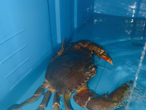 Crab-Male