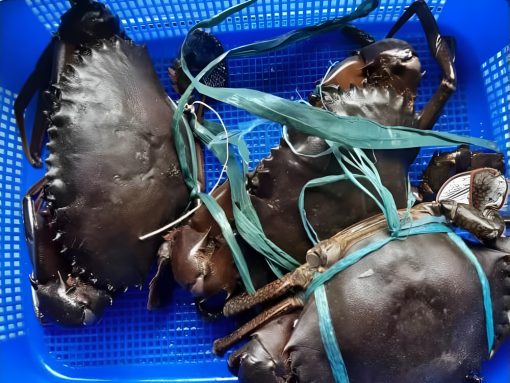 Crab XL