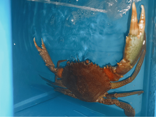 Crab crab box with crabs