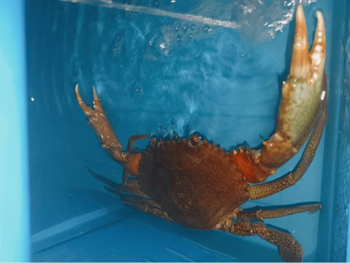 A crab resting inside a compartment of a vertical crab farming box.