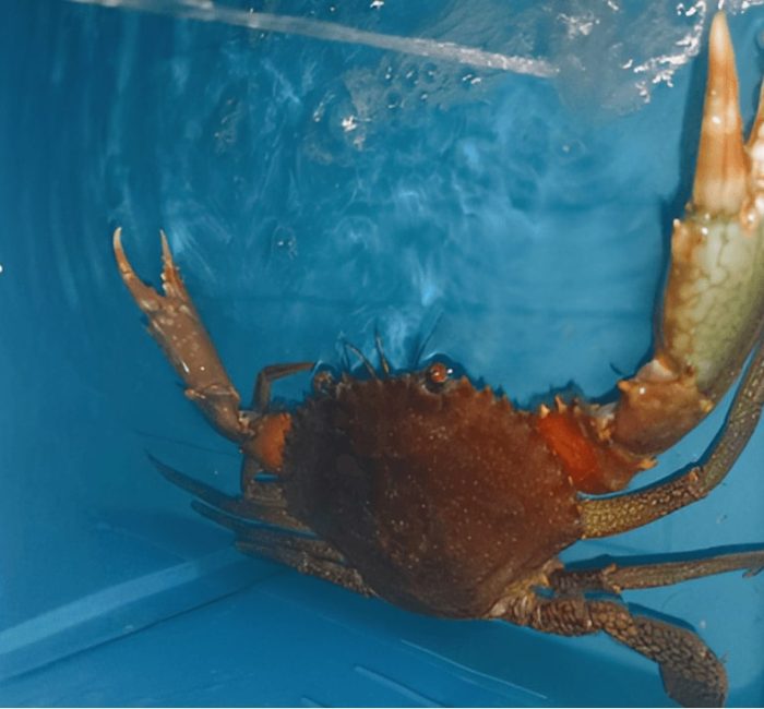 Crab Inside a Vertical Farming Box A crab resting inside a compartment of a vertical crab farming box.