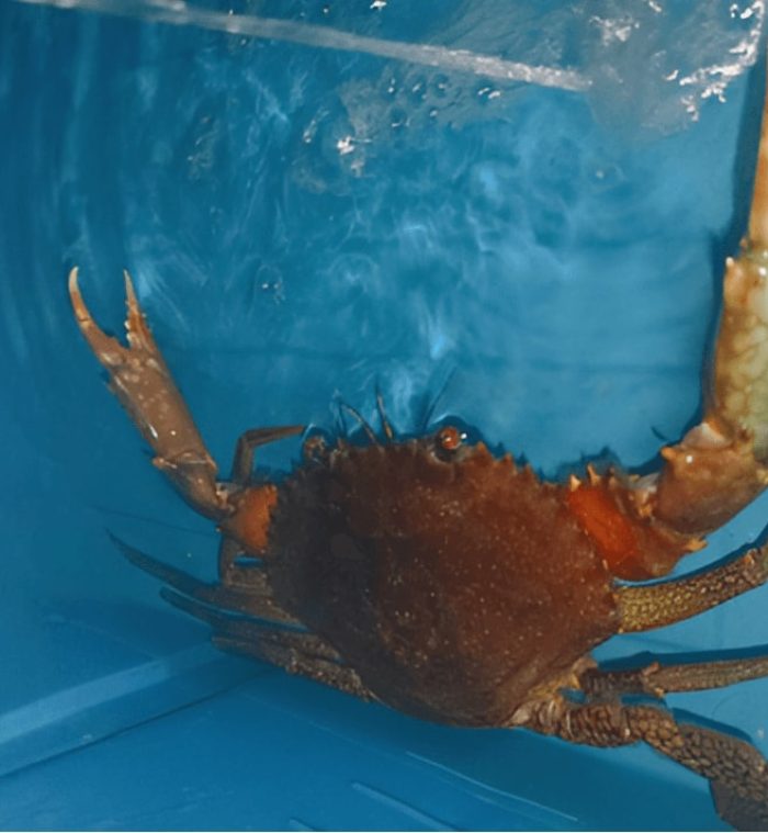 Crab Inside a Vertical Farming Box A crab resting inside a compartment of a vertical crab farming box.